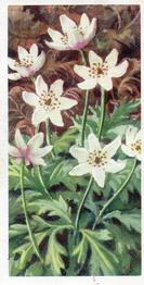 1973 Brooke Bond Wild Flowers Series 2 #2 Wood Anemone Front