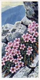 1973 Brooke Bond Wild Flowers Series 2 #8 Purple Saxifrage Front