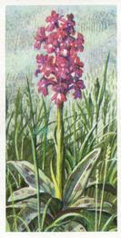 1973 Brooke Bond Wild Flowers Series 2 #9 Early Purple Orchis Front