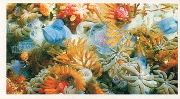 1985 Grandee The Living Ocean #3 Sea Squirts, Hydroids and Soft Corals Front