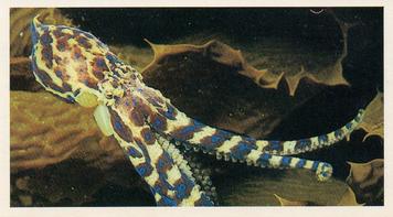 1985 Grandee The Living Ocean #10 Southern Blue-Ringed Octopus Front