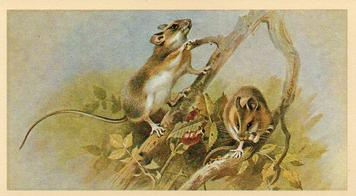 1982 Grandee British Mammals (Imperial Tobacco Limited) #22 Yellow-Necked Mouse Front