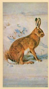 1982 Grandee British Mammals (Imperial Tobacco Limited) #24 Brown Hare Front