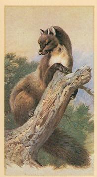 1982 Grandee British Mammals (Imperial Group plc) #12 Pine Marten Front