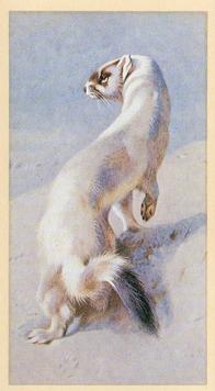 1982 Grandee British Mammals (Imperial Group plc) #15 Stoat in Winter Front