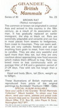 1982 Grandee British Mammals (Imperial Group plc) #23 Brown Rat Back