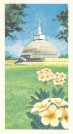 1955 Ceylon Tea Centre The Island of Ceylon #3 Flowers Front