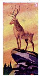 1954 Anonymous Animals of the World #1 Deer Front