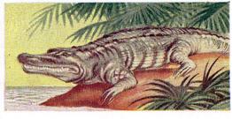 1954 Anonymous Animals of the World #2 Crocodile Front