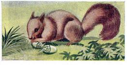 1954 Anonymous Animals of the World #3 Squirrel Front