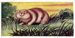 1954 Anonymous Animals of the World #5 Lemming Front