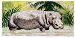 1954 Anonymous Animals of the World #6 Hippopotamus Front