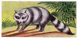 1954 Anonymous Animals of the World #7 Racoon Front