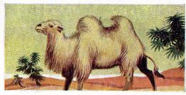 1954 Anonymous Animals of the World #9 Bactrian Camel Front
