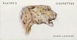1931 Player's Wild Animals' Heads #44 Snow Leopard Front