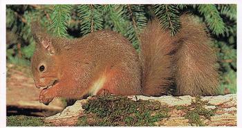 1984 Grandee Britain's Endangered Wildlife #2 Red Squirrel Front