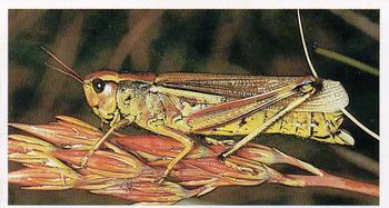 1984 Grandee Britain's Endangered Wildlife #29 Large Marsh Grasshopper Front