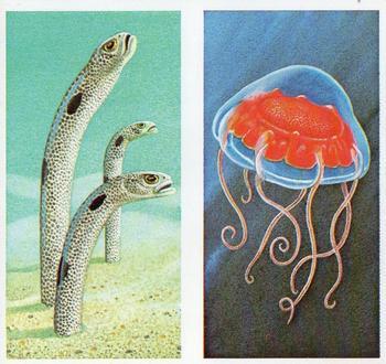 1986 Brooke Bond Incredible Creatures (Walton address with Dept IC)(Double Cards) #11-12 Garden Eels / Deep-Sea Jellyfish Front