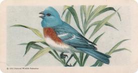 1959 Brooke Bond (Red Rose Tea) Songbirds of North America #5 Lazuli Bunting Front