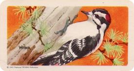 1959 Brooke Bond (Red Rose Tea) Songbirds of North America #39 Downy Woodpecker Front
