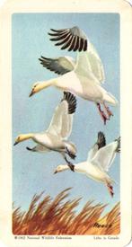 1962 Brooke Bond (Red Rose Tea) Birds of North America #9 Snow Goose Front