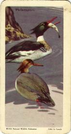 1962 Brooke Bond (Red Rose Tea) Birds of North America #21 Red-breasted Merganser Front