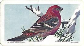 1966 Brooke Bond (Red Rose Tea) Canadian / American Songbirds (Canadian Black Backs) #39 Pine Grosbeak Front