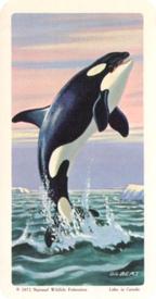 1971 Brooke Bond (Red Rose Tea) Exploring the Ocean #47 Killer Whale Front