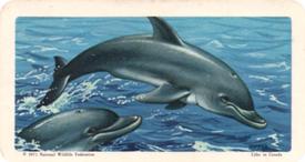 1971 Brooke Bond (Red Rose Tea) Exploring the Ocean #48 Bottle-Nosed Dolphin Or Porpoise Front