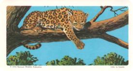 1972 Brooke Bond (Red Rose Tea) Animals and Their Young #31 Leopard Front