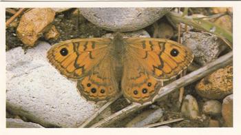 1983 Grandee British Butterflies #2 Wall Front