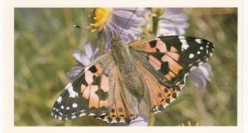 1983 Grandee British Butterflies #9 Painted Lady Front