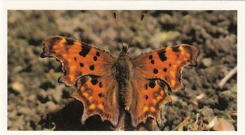 1983 Grandee British Butterflies #12 Comma Front