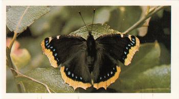 1983 Grandee British Butterflies #15 Camberwell Beauty Front