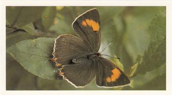1983 Grandee British Butterflies #23 Brown Hairstreak Front