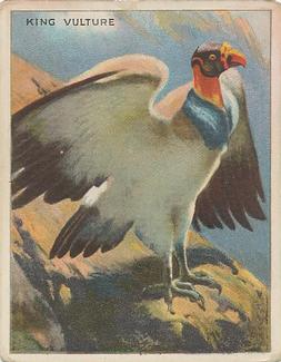 1909-10 Hassan Animal Series (T29) #NNO King Vulture Front