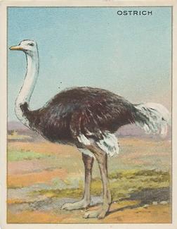 1909-10 Hassan Animal Series (T29) #NNO Ostrich Front