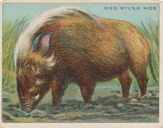 1909-10 Hassan Animal Series (T29) #NNO Red River Hog Front
