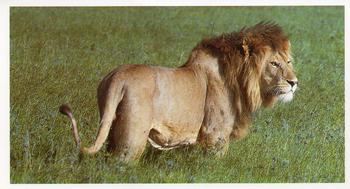 1990 Grandee African Wildlife #1 Lion Front