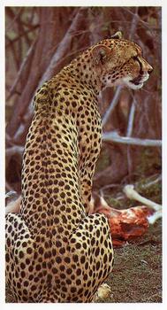 1990 Grandee African Wildlife #2 Cheetah Front