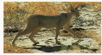 1990 Grandee African Wildlife #4 Caracal Front