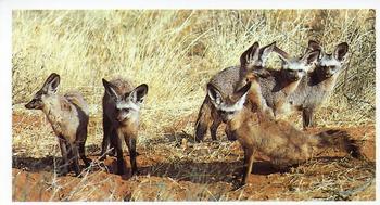 1990 Grandee African Wildlife #7 Bat-Eared Fox Front
