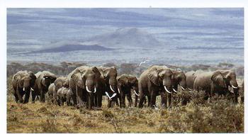 1990 Grandee African Wildlife #10 African Elephant Front