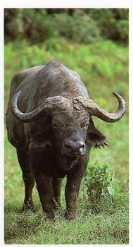 1990 Grandee African Wildlife #11 African Buffalo Front