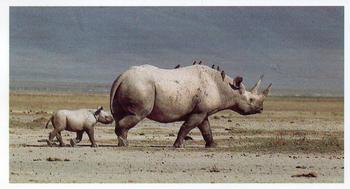 1990 Grandee African Wildlife #13 Black Rhinocerus Front