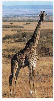 1990 Grandee African Wildlife #15 Giraffe Front