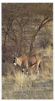 1990 Grandee African Wildlife #17 Beisa Oryx Front