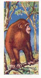 1962 Millers Tea Animals and Reptiles #5 Chimpanzee Front
