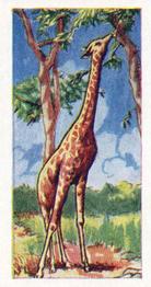 1962 Millers Tea Animals and Reptiles #6 Giraffe Front