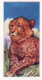 1962 Millers Tea Animals and Reptiles #10 Cheetah Front